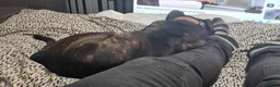 Cane Corso dogs for sale: Cane Corso Mix Staffy Looking For A Good Home in Wednesbury - Advert 2