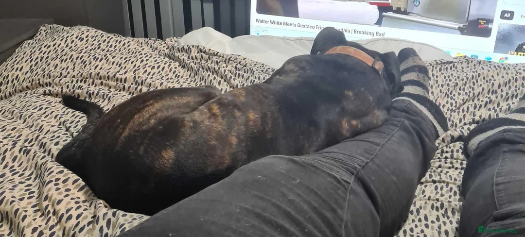 Cane Corso dogs for sale: Cane Corso Mix Staffy Looking For A Good Home in Wednesbury - Advert 2