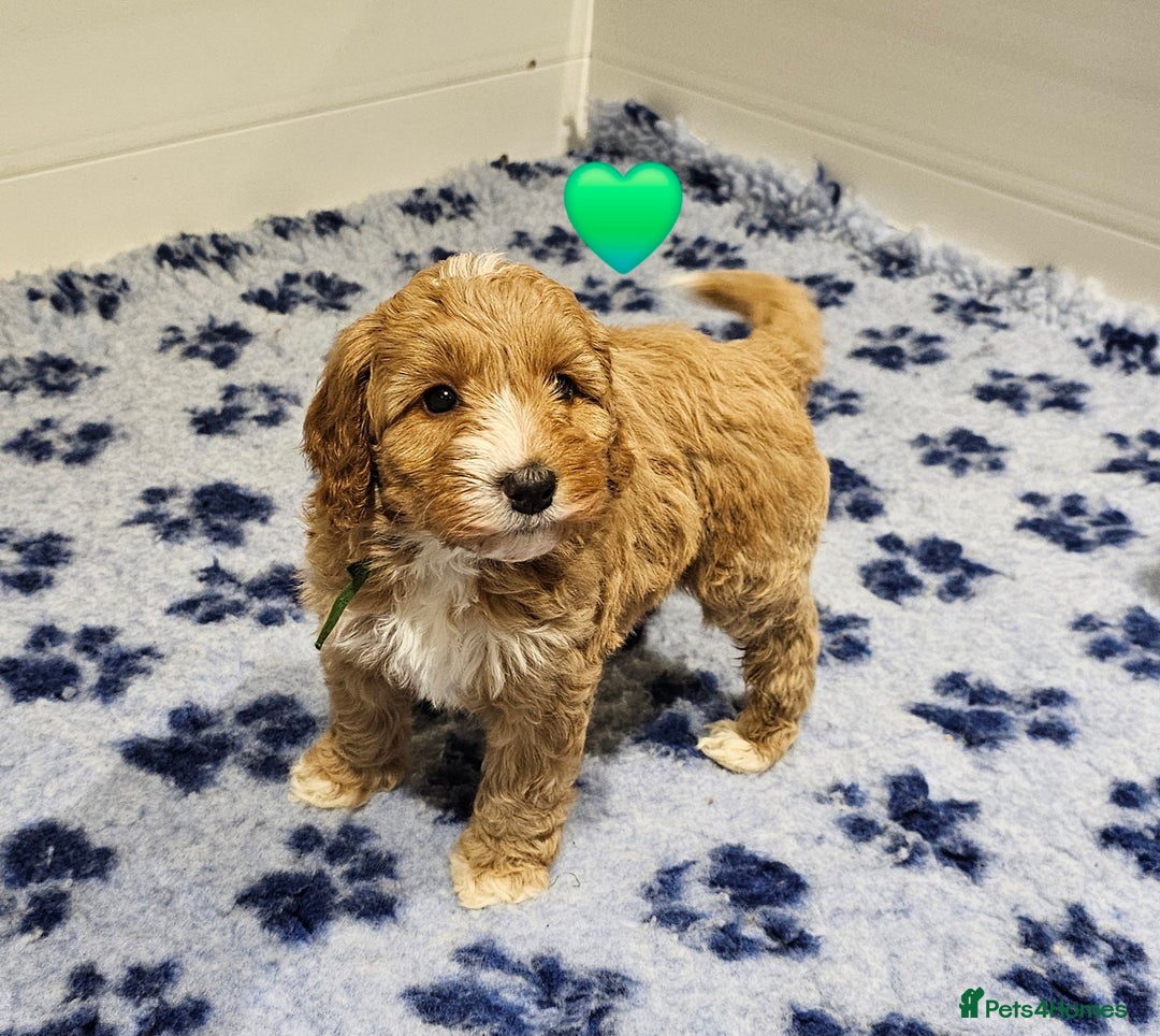 Australian Labradoodle dogs for sale: Stunning Miniature Australian Labradoodle pups - Advert 2