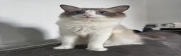 Ragdoll cats for sale: Beautiful ragdoll female  - Advert 2