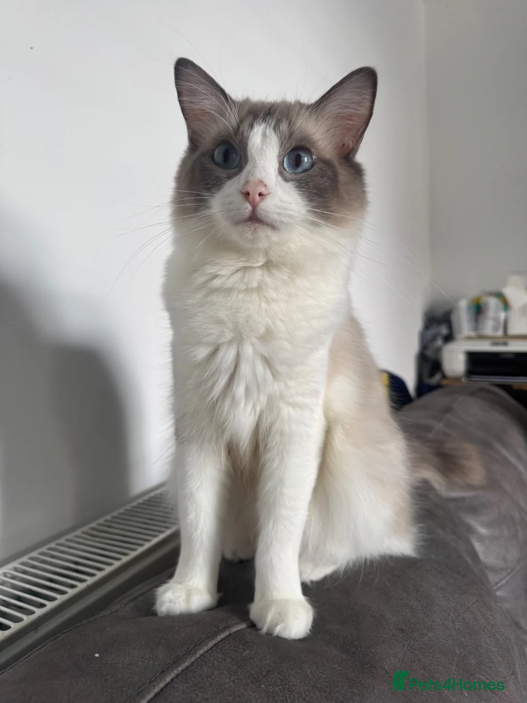 Ragdoll cats for sale: Beautiful ragdoll female  - Advert 2