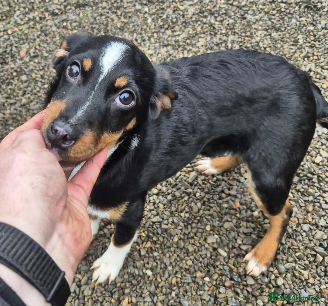 Mixed Breed dogs for adoption: Eve - In Ayr Looking for a home  - Advert 6