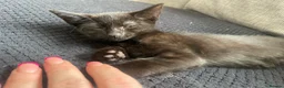 Mixed Breed cats for sale: 4 black male kittens  - Advert 2