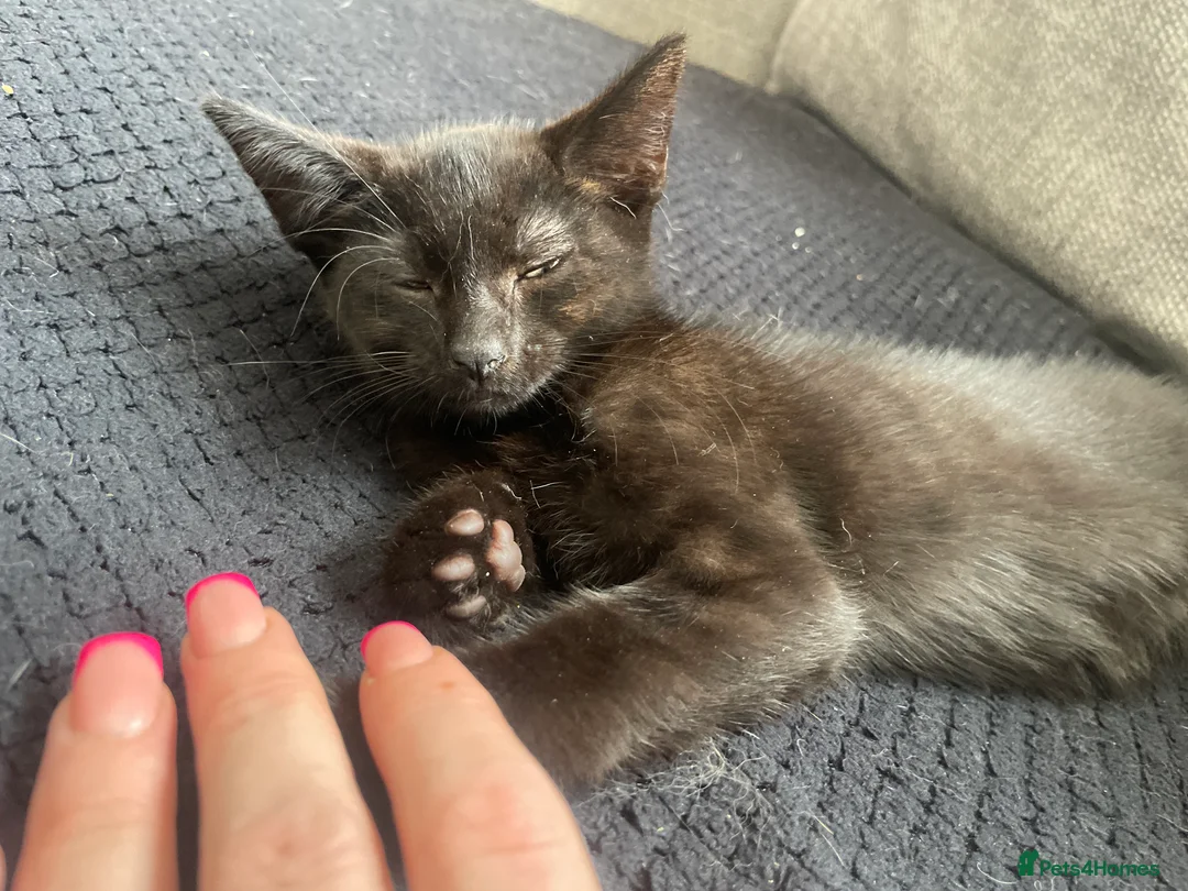 Mixed Breed cats for sale: 4 black male kittens  - Advert 2