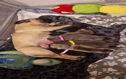 Frug dogs for sale: 6 beautiful frug puppies.  - Image 17