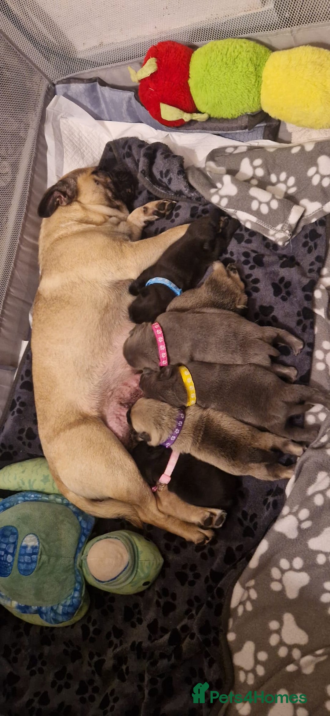 Frug dogs for sale: 6 beautiful frug puppies.  - Image 17