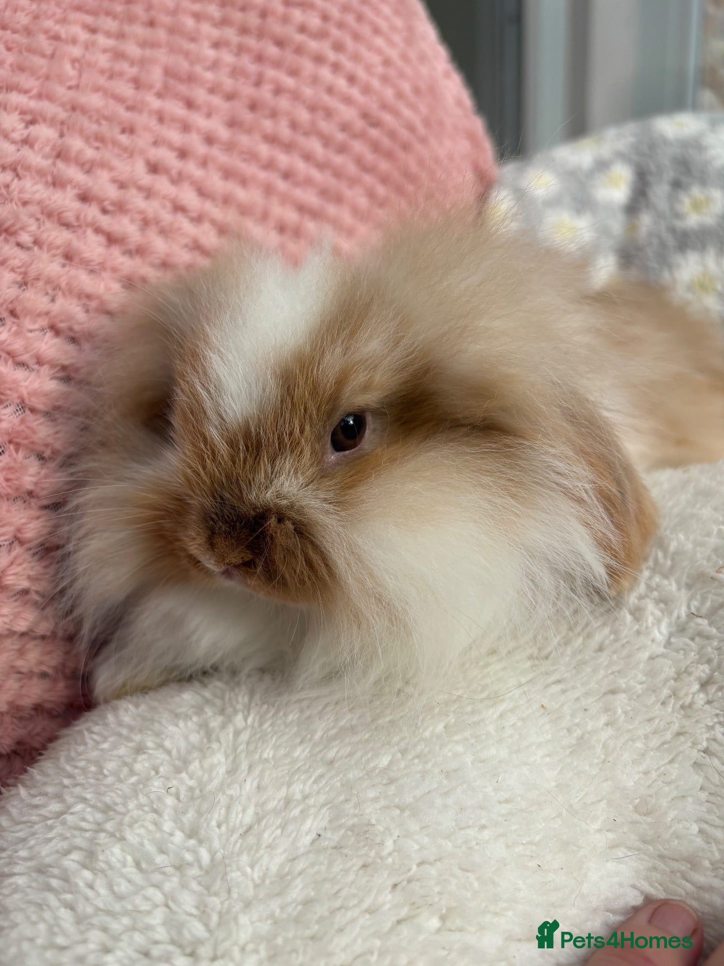 Mini Lop rabbits Mini lops-vaccinated-raised indoors  - Advert 2
