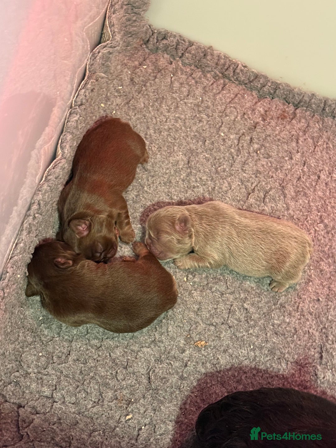 French Bulldog dogs for sale: Newshade rojo fluffy frenchies - Image 1