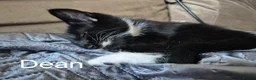 British Longhair cats for sale: Beautiful mix of kittens - Advert 7