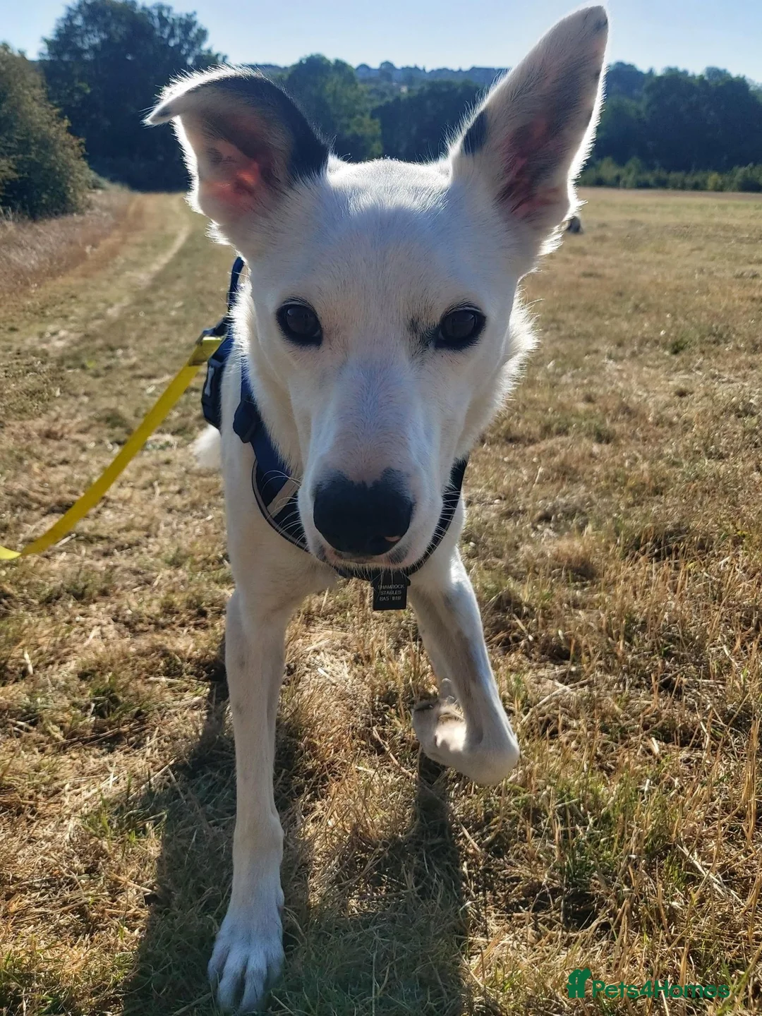 Border Collie dogs for adoption: Blue - Collie for Adoption in Bristol - Advert 2