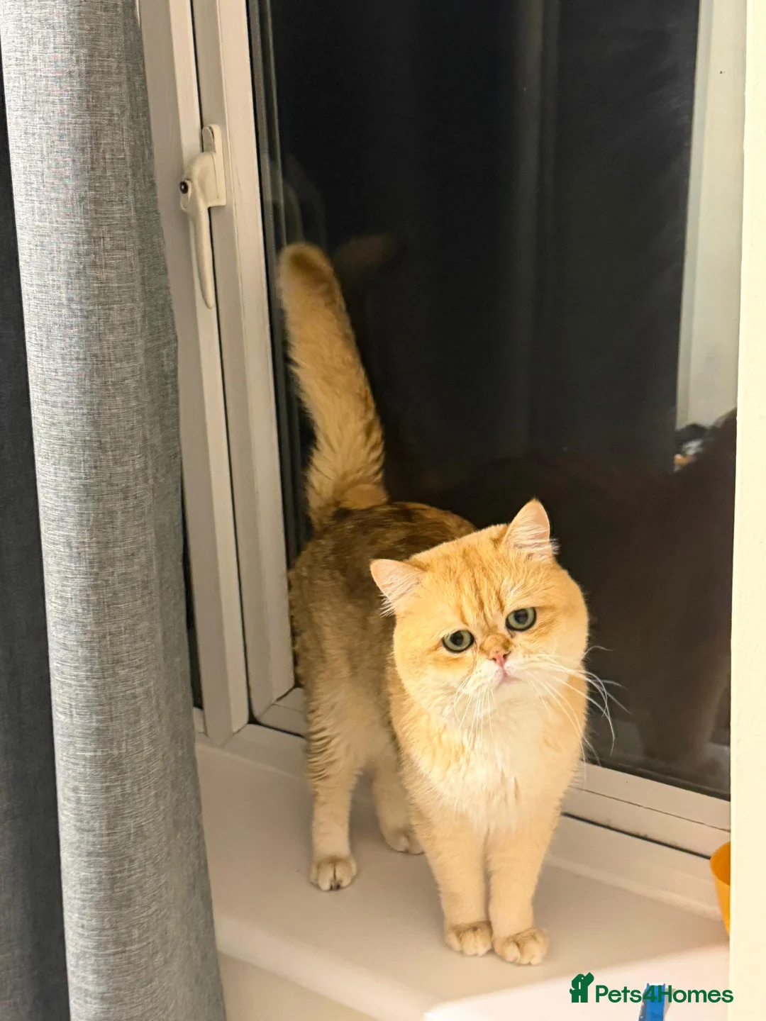 British Shorthair cats for stud: Purebred British Golden Cats - Advert 14