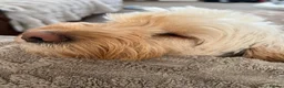 Cockapoo dogs for sale: Beautiful & fun 3 year old Cockapoo ‘Teddy’ - Advert 31