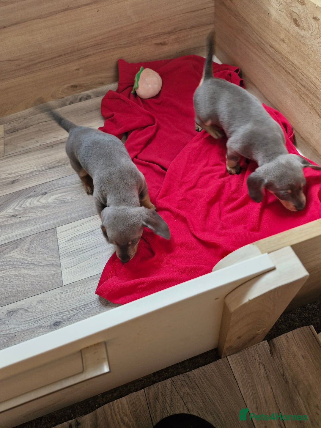 Miniature Dachshund dogs for sale: Miniture dashhound blue and tan - Image 3