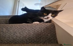 Domestic Shorthair cats for sale: Female black and white  - Image 2