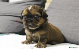 Shih Tzu dogs for sale: LOVELY SHIH TZU PUPPIES  - Image 30