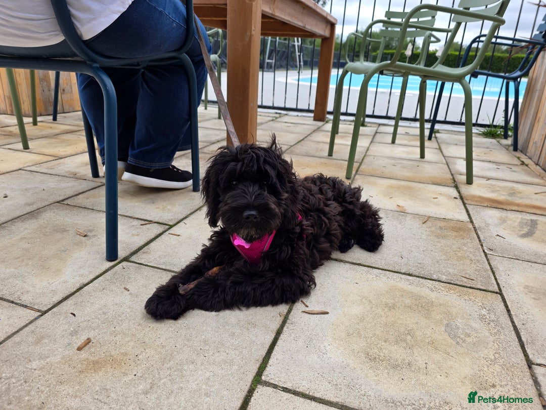 Cockapoo dogs for sale: Doris the Cockerpoo - Image 1