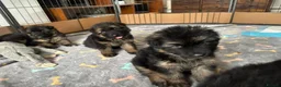 German Shepherd dogs for sale: Stunning GSD working line puppies  - Advert 17