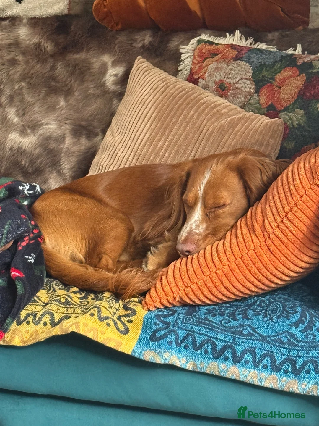 Cocker Spaniel dogs for sale: Male cocker spaniel 2 years old in Durham - Advert 3