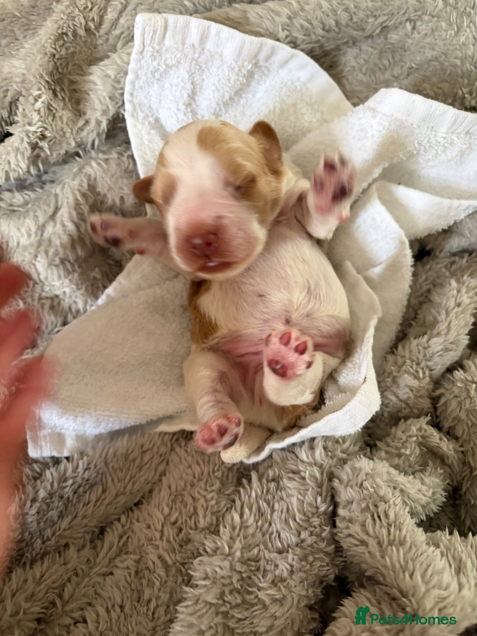 Cocker Spaniel dogs for sale: Lexies little litter  - Advert 5
