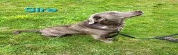 Labrador Retriever dogs for sale: Beautiful KC Silver Labradors  - Advert 16