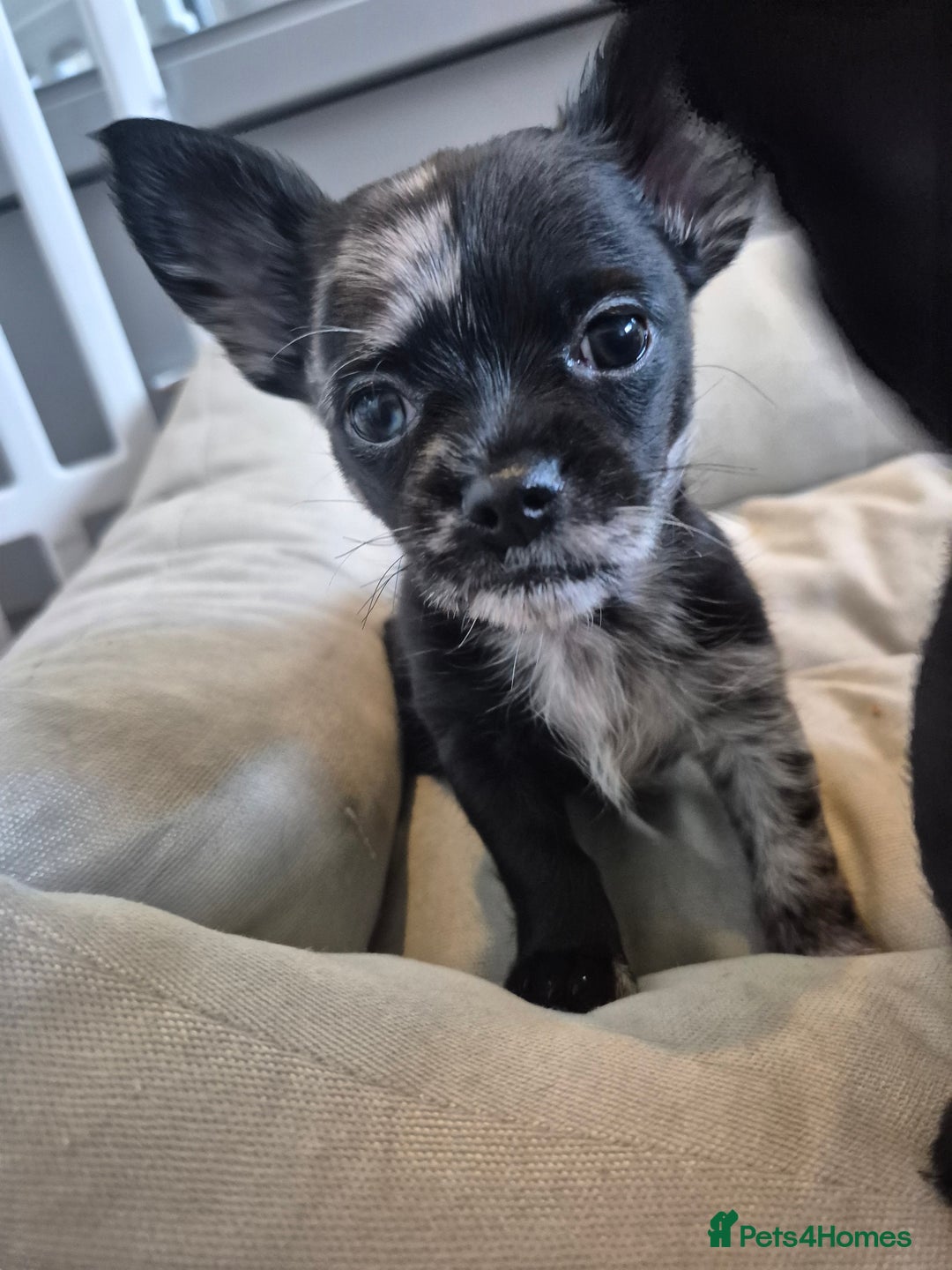 Chihuahua dogs for sale: 3 beautiful tiny pure breed chihuahua  - Advert 11