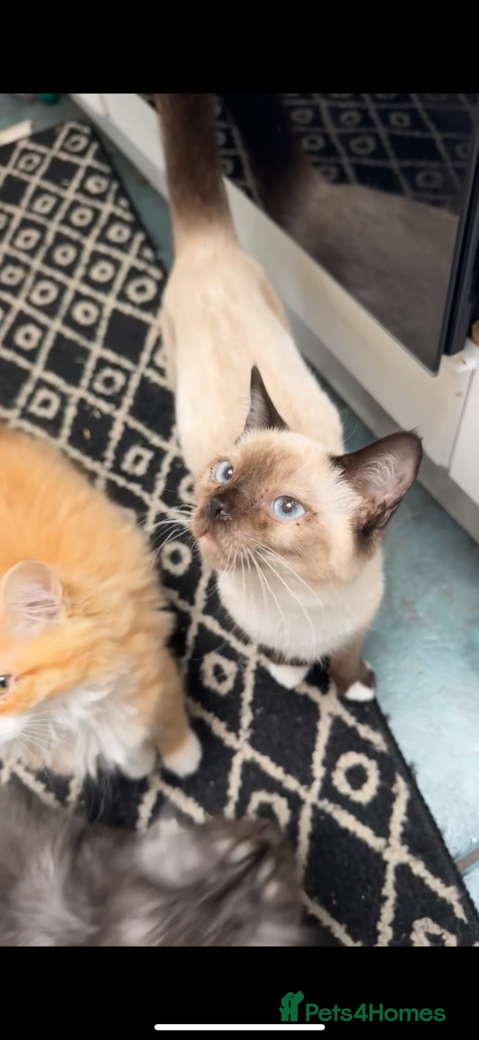 Ragdoll cats Beautiful Full Ragdoll Kitten – 5 Months Old - Advert 13