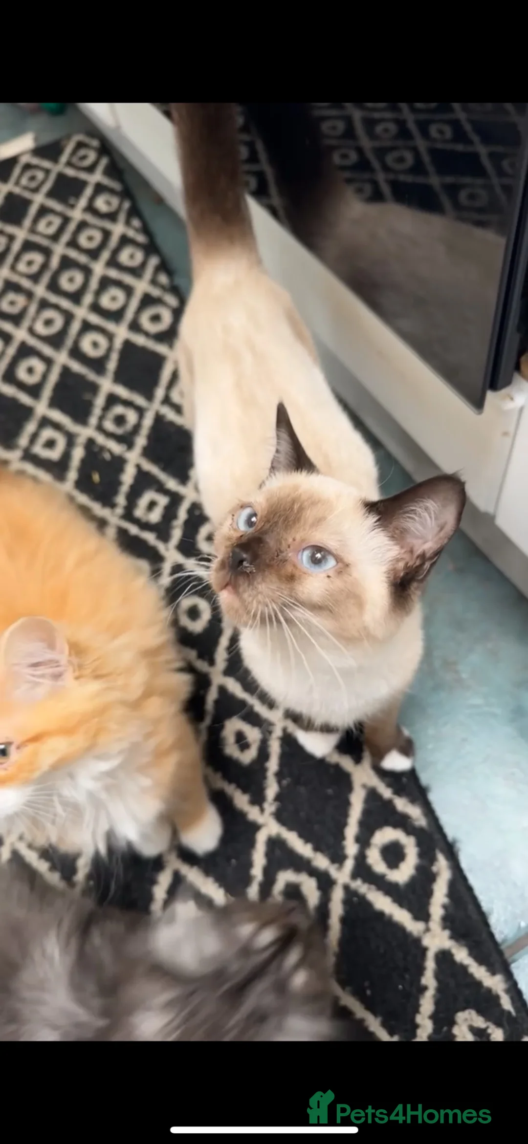 Ragdoll cats for sale: Beautiful Full Ragdoll Kitten – 5 Months Old - Advert 1