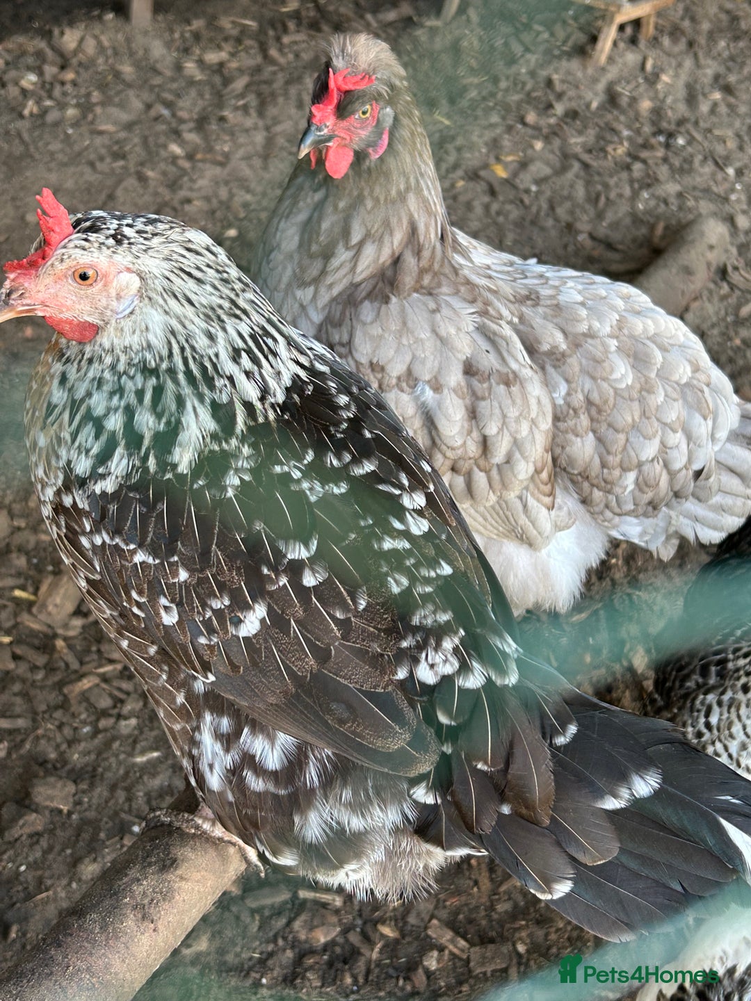 Chickens poultry for sale: 11 chickens for sale  - Image 7