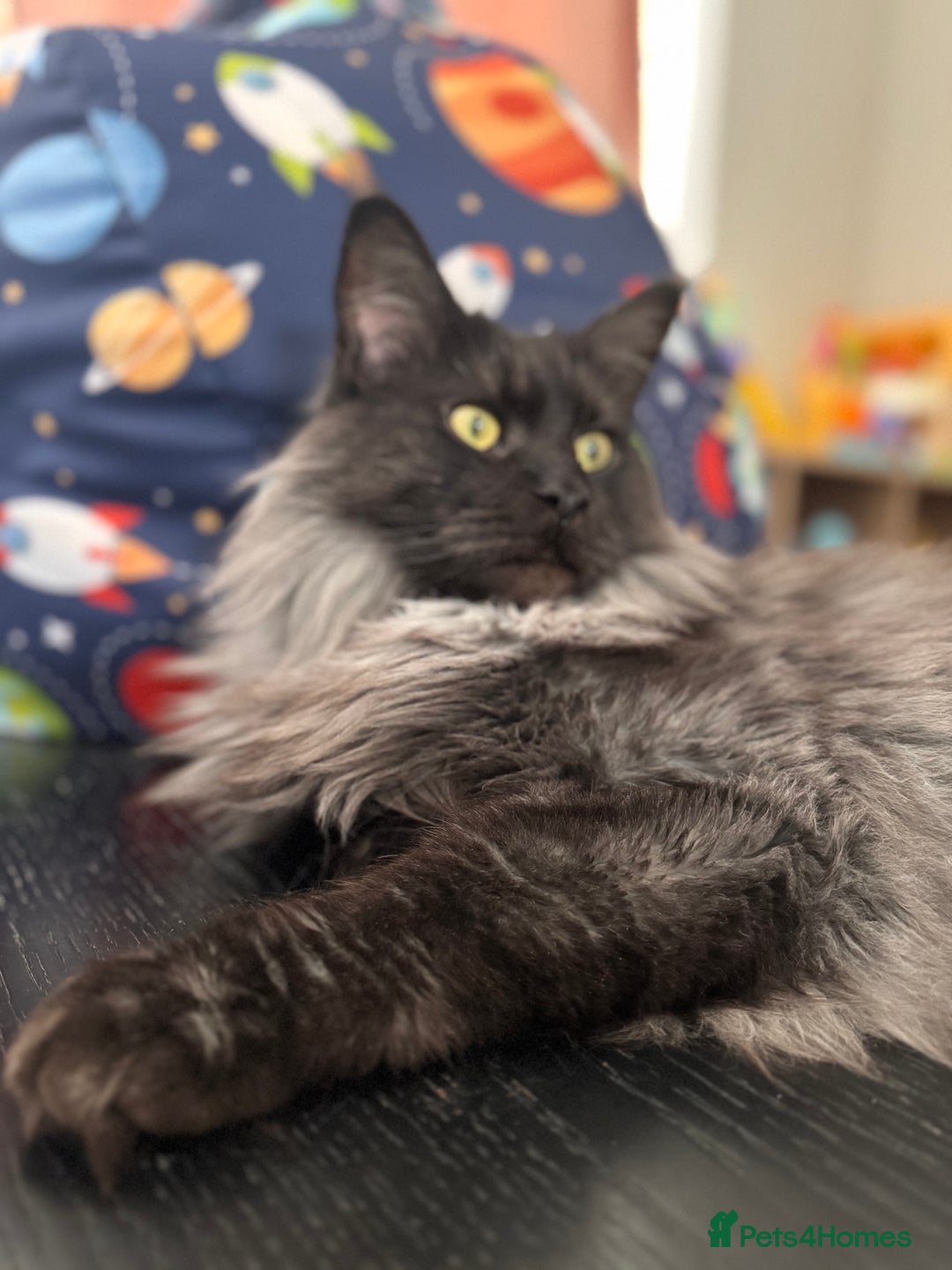 Maine Coon cats for sale: 3 year old (still growing) male for sale - Image 8