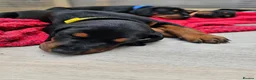 Dobermann dogs for sale: Gorgeous Full Pedigree Doberman puppies for sale  in Hull - Advert 15