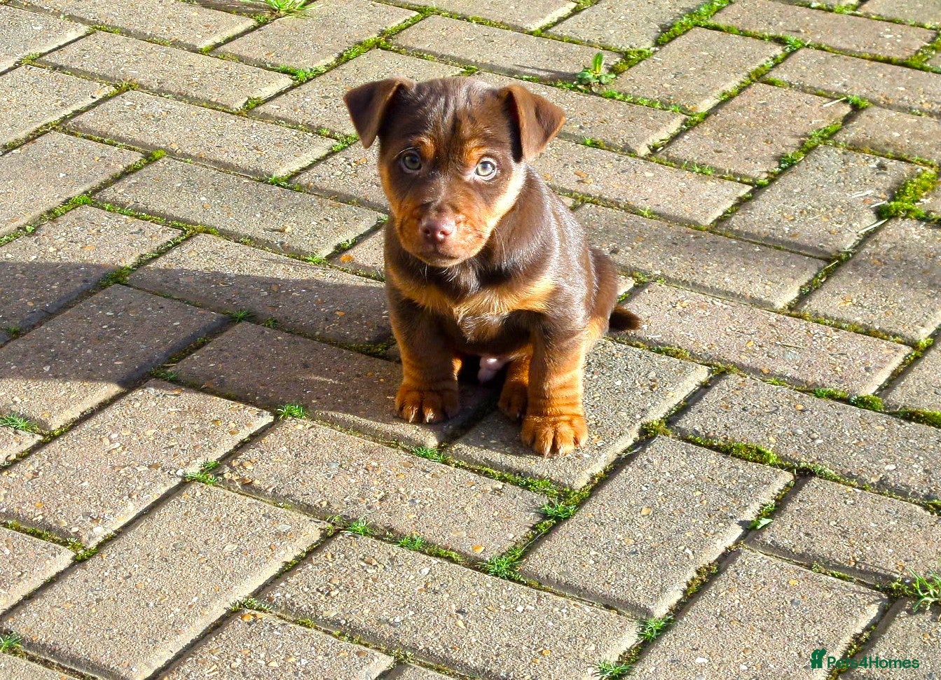 Jack Russell dogs Jack Russell MUCH WENLOCK in STEVENAGE - Advert 3