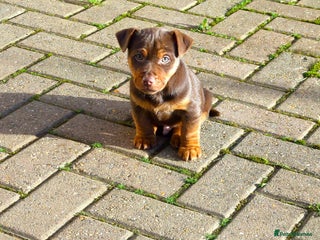 Jack Russell dogs Jack Russell MUCH WENLOCK in STEVENAGE - Advert 1