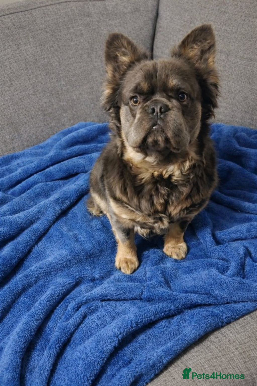 French Bulldog dogs KC Visual Fluffy Blue Tan  - Advert 18