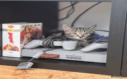 Mixed Breed cats for sale: 18 week old tabby male kitten - Image 5