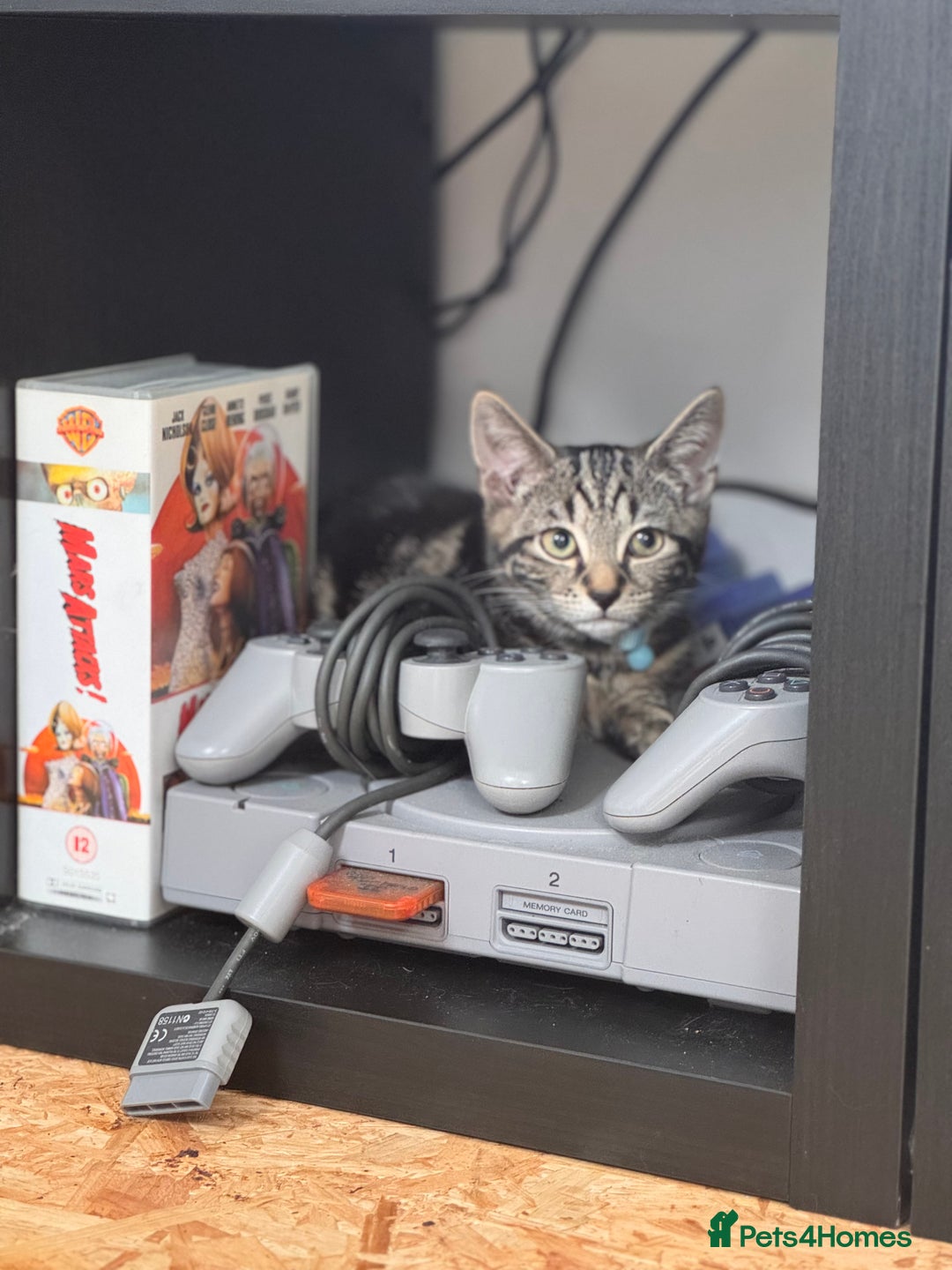 Mixed Breed cats for sale: 18 week old tabby male kitten - Image 5