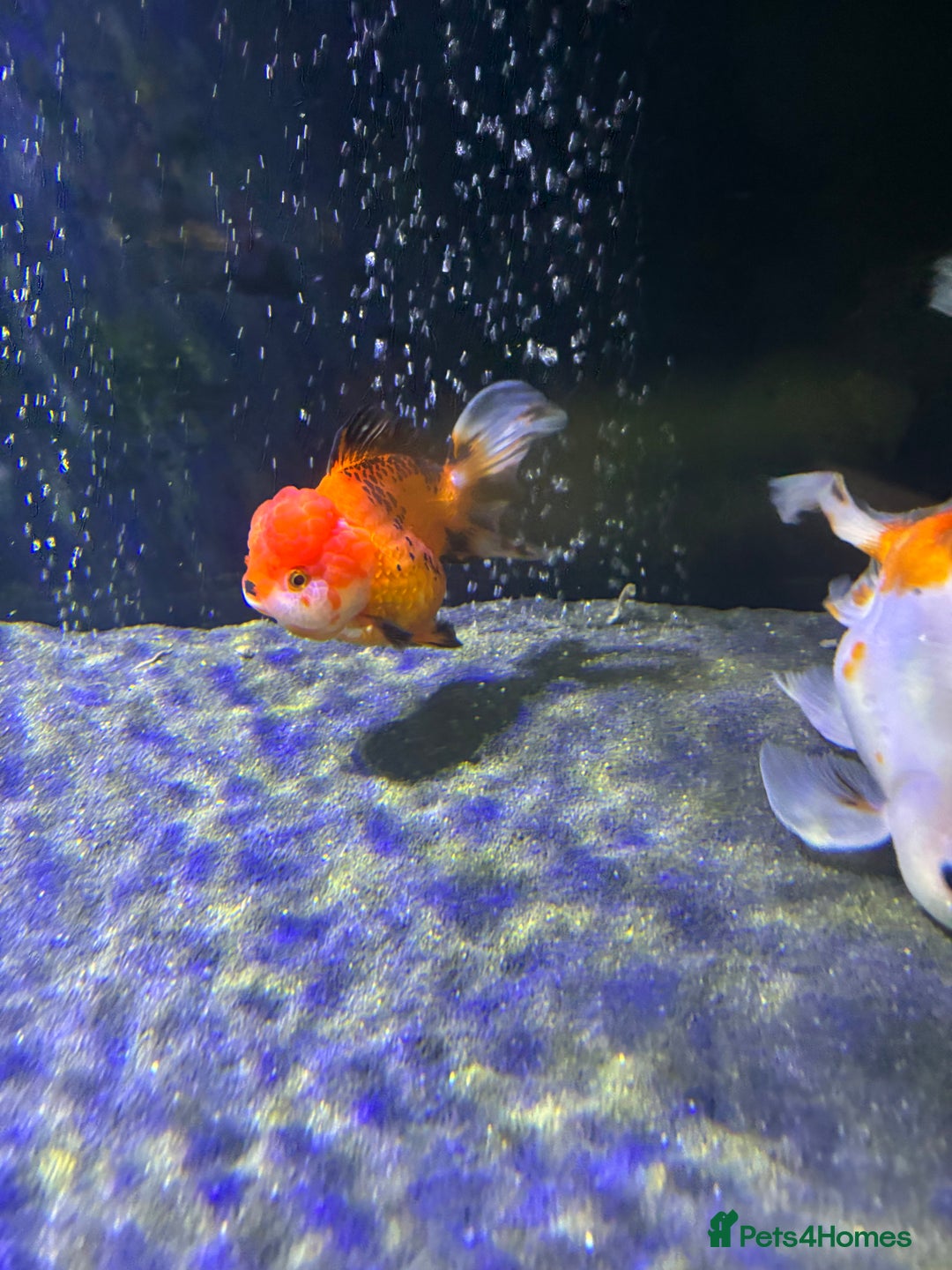 Fancy Goldfish fish for sale: Large Fancy goldfish 2 oranda one ranchu  - Image 9
