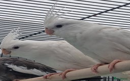 Cockatiels birds for sale: Baby male and female cockatiels for sale - Advert 12