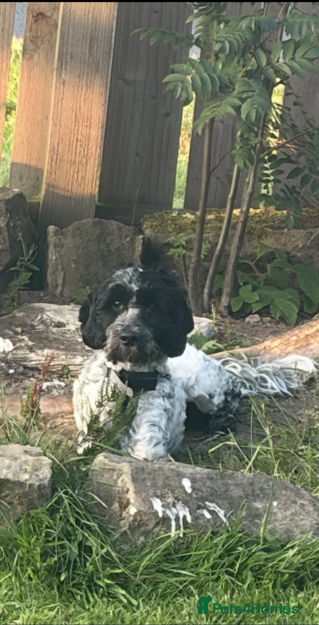 Cockapoo dogs for sale: F2 cockapoos - Advert 6