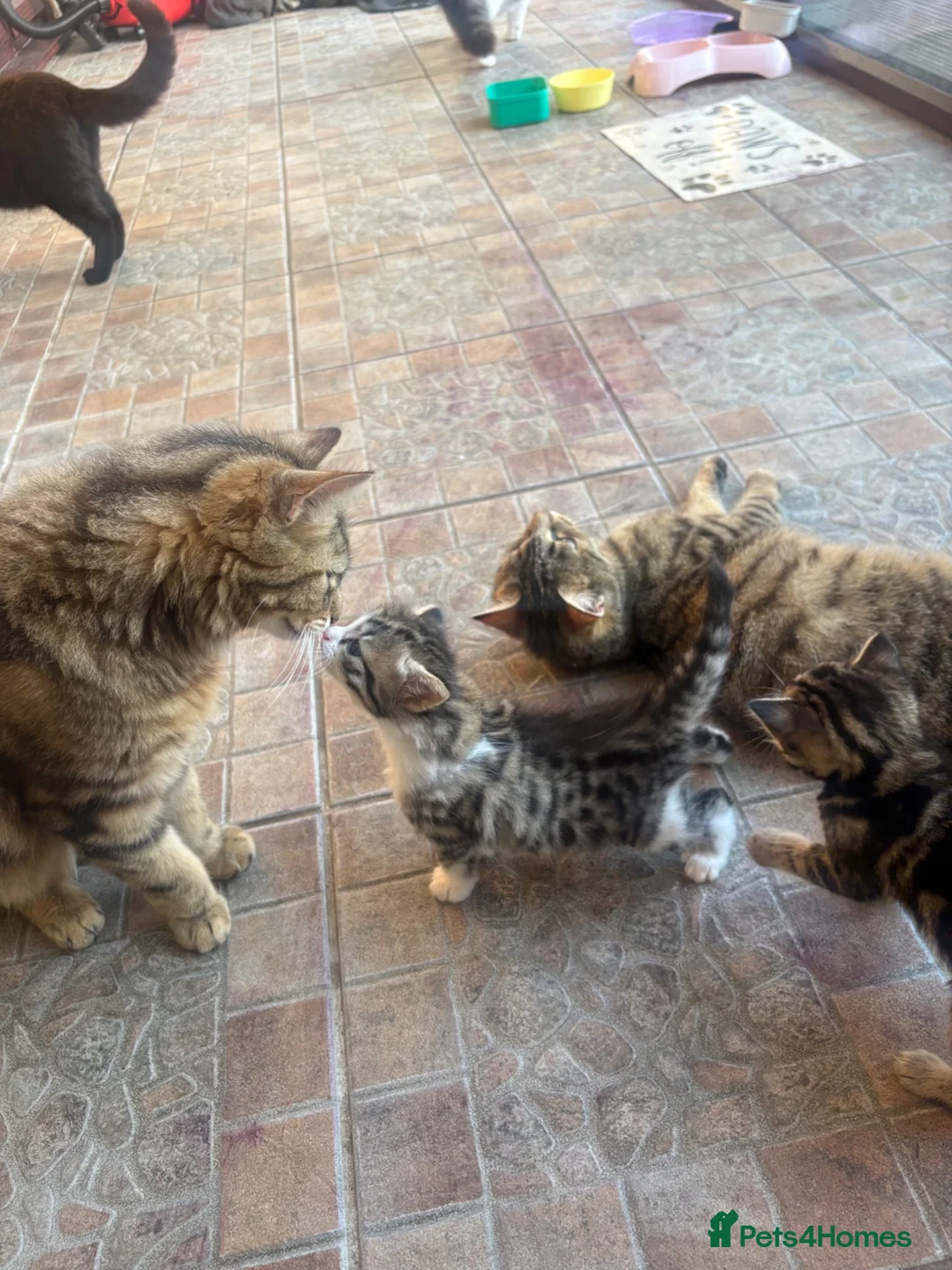 Mixed Breed cats for sale: Kittens for sale ❤️ in Southend-on-Sea - Advert 10