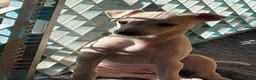 Italian Greyhound dogs for sale: 5 wonderful Wiggy’s licensed breeder  - Advert 13
