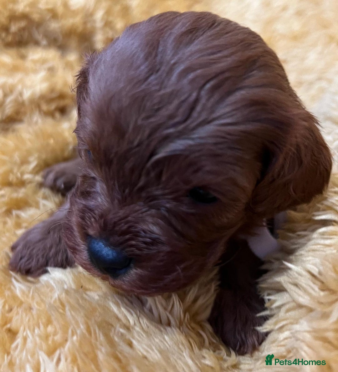Cavapoo dogs for sale: Sensational Cavapoo Puppies-Parents Health Tested - Advert 8
