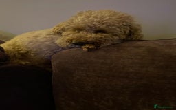 Toy Poodle dogs for sale: Sweet toy puddle needing a special home! - Image 3