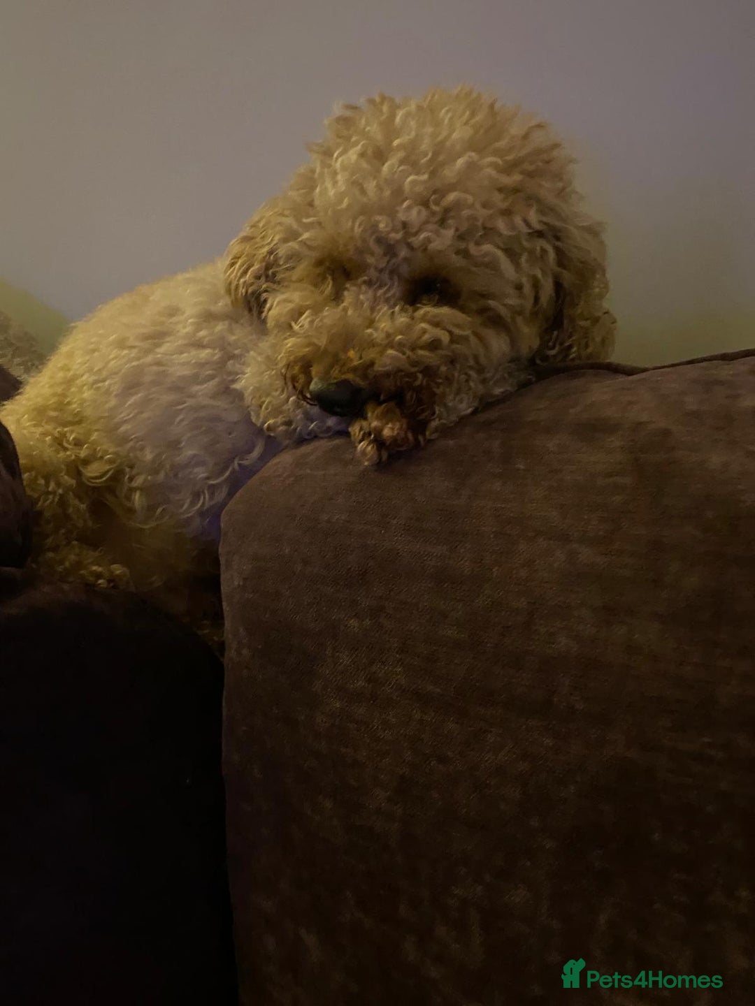 Toy Poodle dogs for sale: Sweet toy puddle needing a special home! - Image 3
