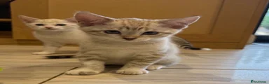 Bengal 3