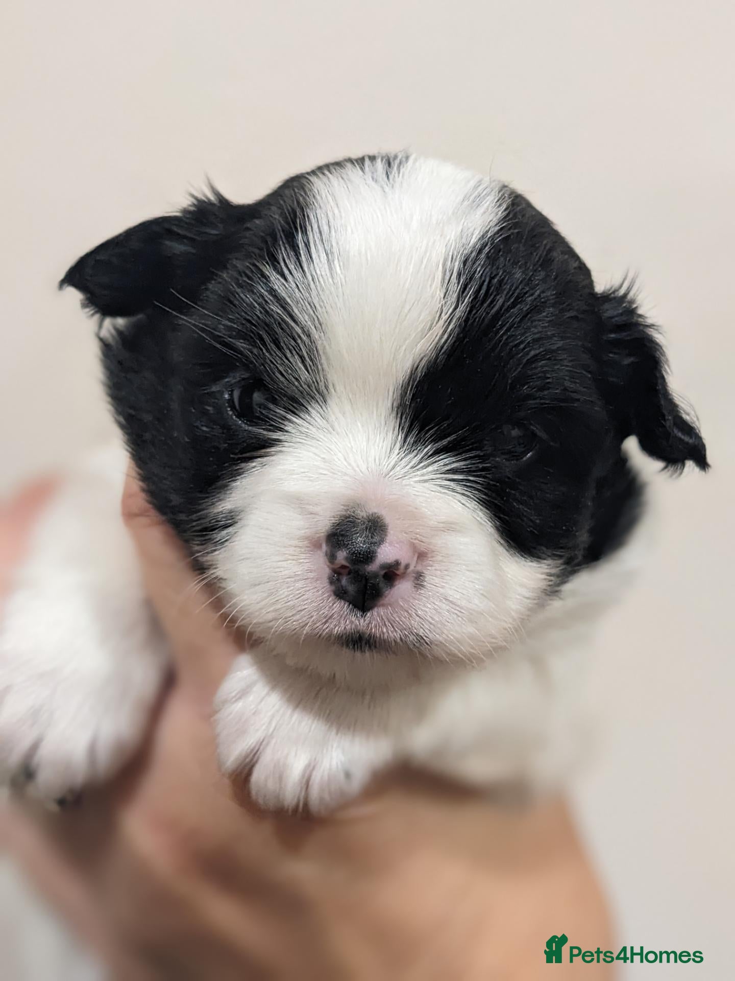 Mixed Breed dogs PomchixPatterjack pups - Advert 5