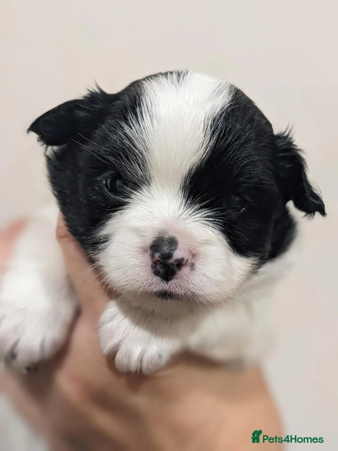 Mixed Breed dogs for sale: PomchixPatterjack pups - Advert 1