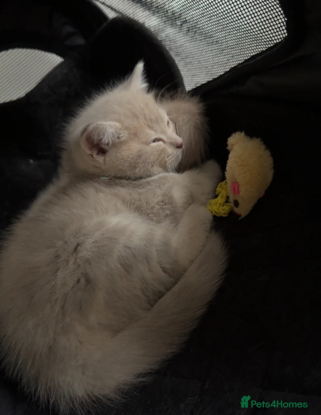 British Shorthair cats for sale: British Shorthair (Lilac) - Advert 2