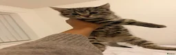 Mixed Breed cats for sale: Kittens  - Advert 26