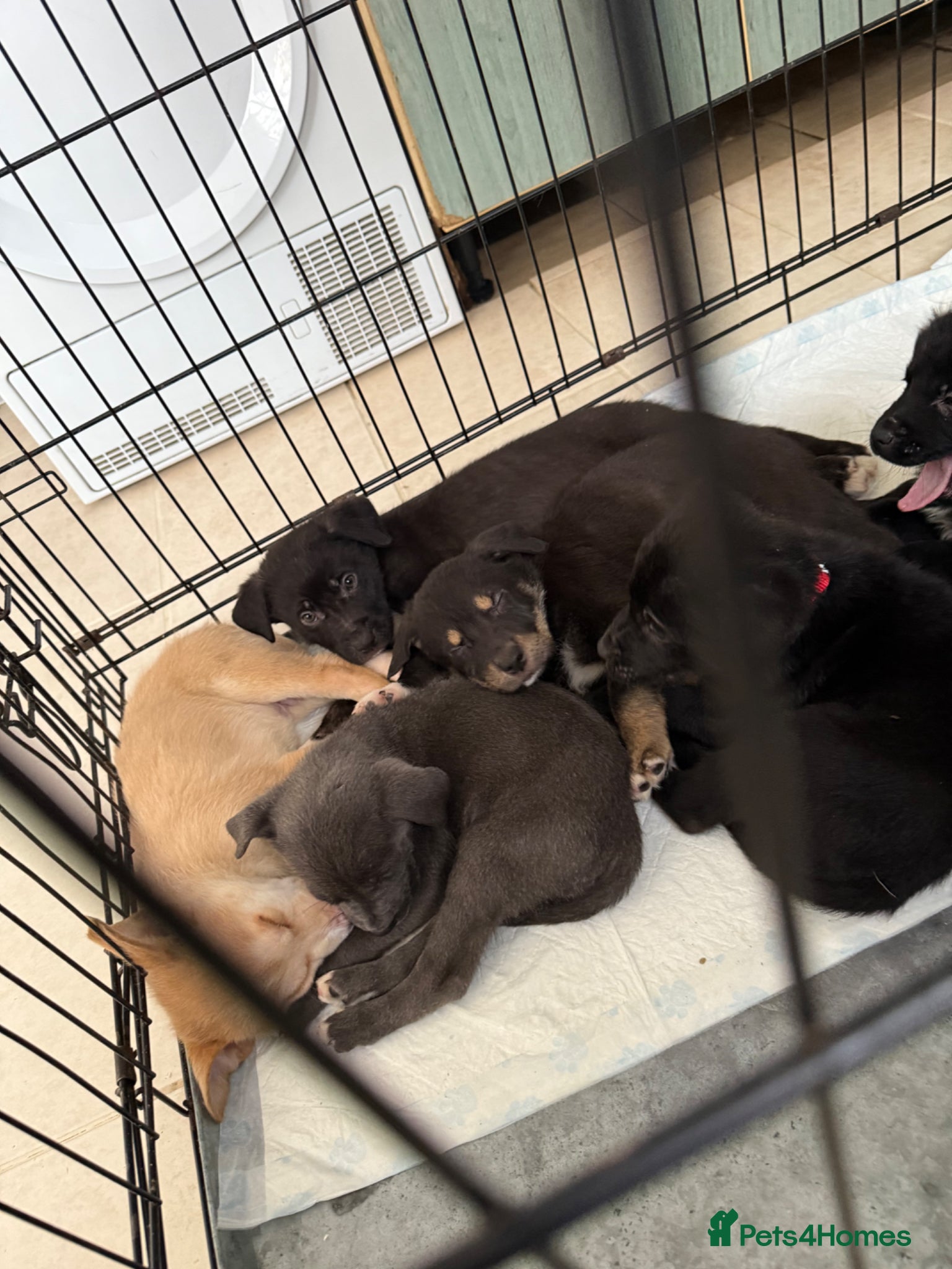 Mixed Breed dogs 3 girls 5 males puppies - Advert 3