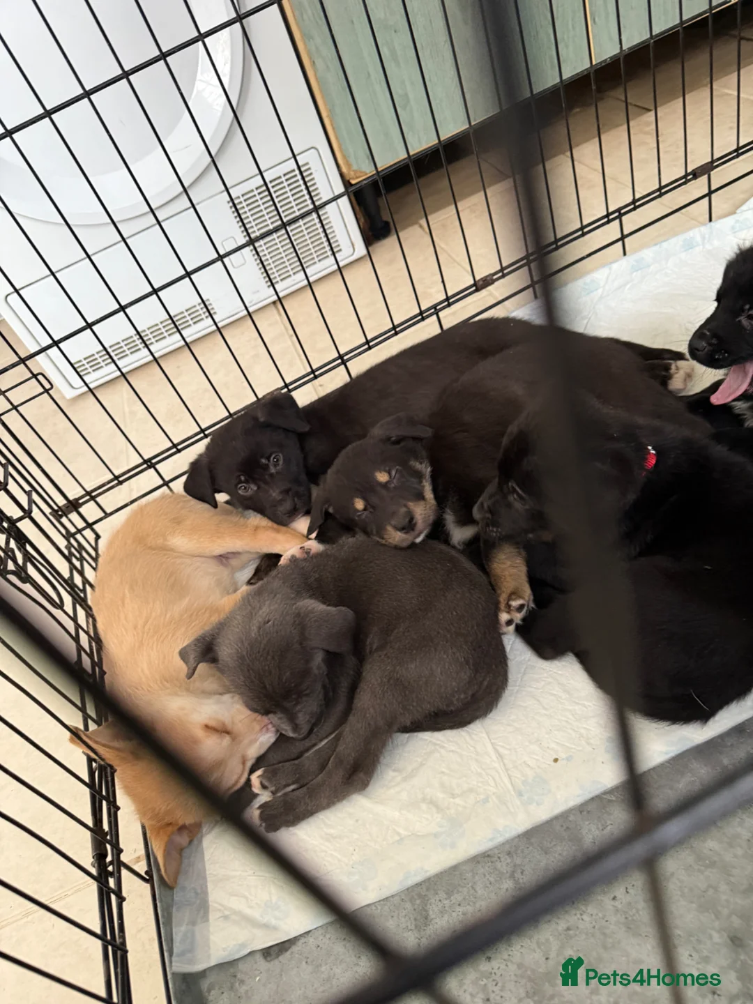 Mixed Breed dogs for sale: 3 girls 5 males puppies - Advert 1